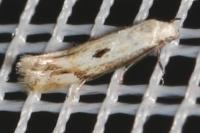 Elachista albidella