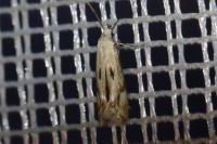 Elachista albidella