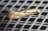 Elachista albidella