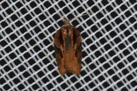 Acleris hastiana
