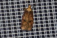 Agonopterix angelicella