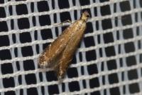 Monochroa cytisella