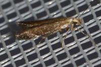 Monochroa cytisella