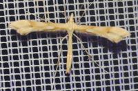 Gillmeria ochrodactyla