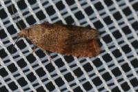 Celypha striana