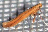 Caloptilia betulicola