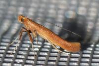 Caloptilia betulicola