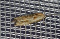 Eucosma gr. cana