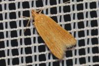 Helcystogramma rufescens