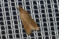 Helcystogramma rufescens