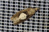 Epinotia brunnichana