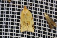 Paramesia gnomana