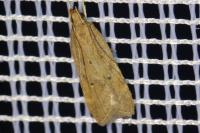 Helcystogramma lutatella
