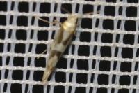 Argyresthia pygmaeella