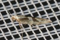 Argyresthia pygmaeella