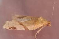Paramesia gnomana