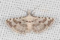 Alucita palodactyla