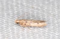 Oxypteryx nigromaculella