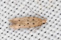Oxypteryx nigromaculella