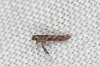 Caloptilia cuculipennella