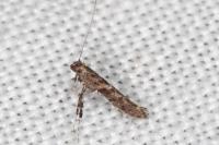 Caloptilia cuculipennella