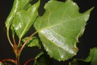 Phyllocnistis unipunctella