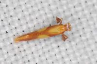 Caloptilia alchimiella/robustella