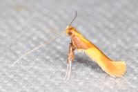 Caloptilia alchimiella/robustella