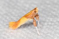 Caloptilia alchimiella/robustella