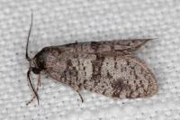 Penestoglossa dardoinella