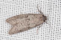 Penestoglossa dardoinella