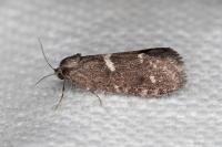Penestoglossa gallica