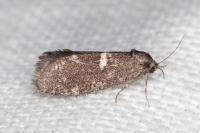 Penestoglossa gallica