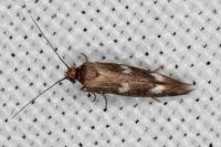 Scythris scopolella