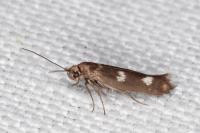 Scythris scopolella