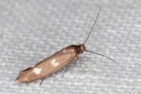 Scythris scopolella
