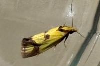 Agapeta zoegana