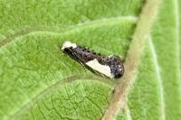 Monopis monachella