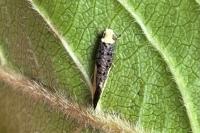 Monopis monachella