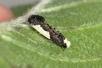 Monopis monachella