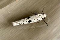 Yponomeuta plumbella