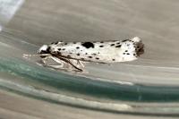 Yponomeuta plumbella