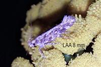 Aristotelia decoratella