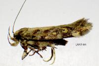 Aristotelia decoratella
