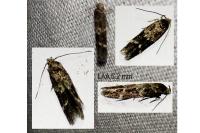 Mompha subbistrigella
