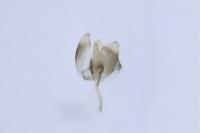 Bucculatrix ulmella