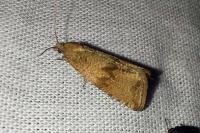 Celypha striana