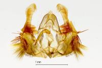 Celypha striana