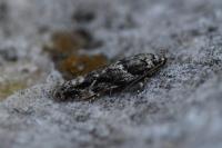Recurvaria nanella