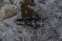 Recurvaria nanella